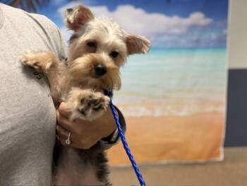 CHANEL -  Yorkshire Terrier Dog for Adoption in Doral, Florida - CHANEL | PetCurious
