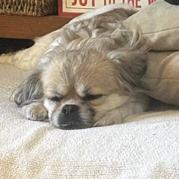 Tibetan Spaniel Dogs Available for Adoption in St. Cloud, Minnesota - Abbey | PetCurious