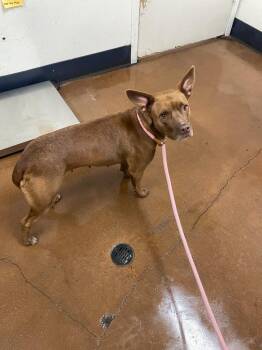 Blithe -  Cattle Dog and Pit Bull Terrier Dog for Adoption in Chico, California - Blithe | PetCurious