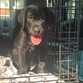 Blue -  Mixed Breed Dog for Adoption in Mount Pleasant, South Carolina - Blue | PetCurious