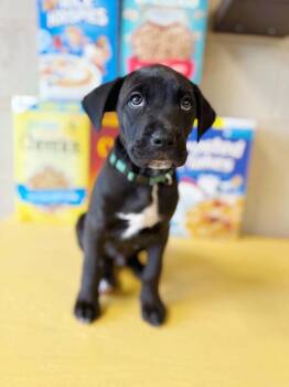 Lucky Charms -  Mixed Breed Dog for Adoption in Effingham, Illinois - Lucky Charms | PetCurious
