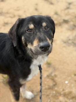 Foghorn -  Mixed Breed Dog for Adoption in Atlanta, Georgia - Foghorn | PetCurious