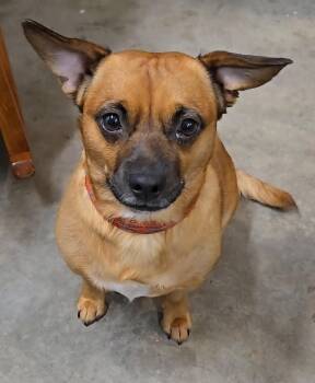 Rescue French Bulldog and Jack Russell Terrier Dogs for Adoption in North Olmsted, Ohio - Tanner | PetCurious