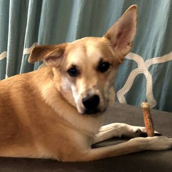 Rescue Shepherd and Mixed Breed Dogs for Adoption in Olathe, Kansas - Maya | PetCurious