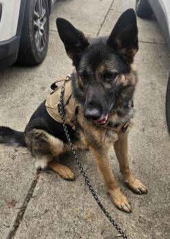 German Shepherd Dog Dogs Available for Adoption in Roswell, Georgia - Gunner | PetCurious