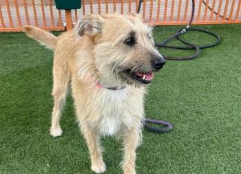 Rescue Terrier and Mixed Breed Dogs for Adoption in Las Vegas, Nevada - OLIVE | PetCurious