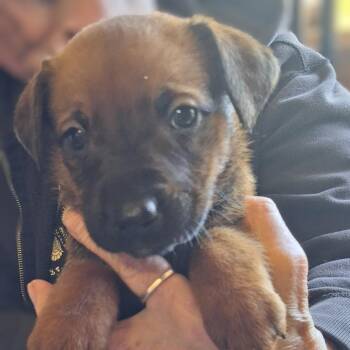 Shepherd and Mixed Breed Dogs Available for Adoption in Oakville, Washington - Salami | PetCurious