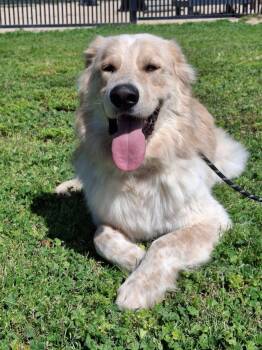 Great Pyrenees Dogs Available for Adoption in Piedmont, California - Benji | PetCurious