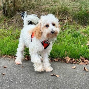 Cheese -  Havanese and Mixed Breed Dog for Adoption in East Hampton, New York - Cheese | PetCurious