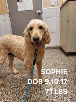 Sophie -  Goldendoodle Dog for Adoption in Salisbury, North Carolina - Sophie | PetCurious