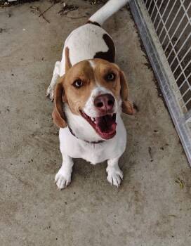 Beagle Dogs Available for Adoption in Rockwell City, Iowa - Beagie | PetCurious