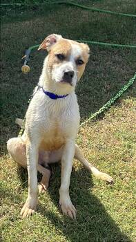 Rescue Mixed Breed Dogs for Adoption in Edmond, Oklahoma - Klyde | PetCurious