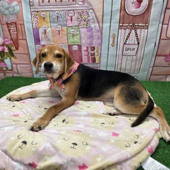 Jelly Bean -  Beagle and Mixed Breed Dog for Adoption in Statesboro, Georgia - Jelly Bean | PetCurious