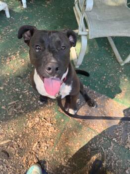 Blueberry -  Labrador Retriever and Pit Bull Terrier Dog for Adoption in Cedarburg, Wisconsin - Blueberry | PetCurious