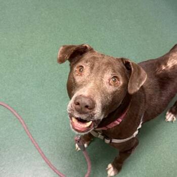 Labrador Retriever and Mixed Breed Dogs Available for Adoption - Potsticker | PetCurious