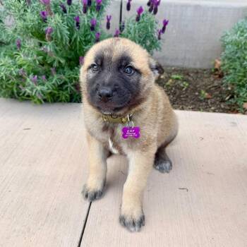 Shepherd Dogs Available for Adoption - Van | PetCurious