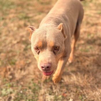 Clarice -  Mixed Breed Dog for Adoption in Chattanooga, Tennessee - Clarice | PetCurious