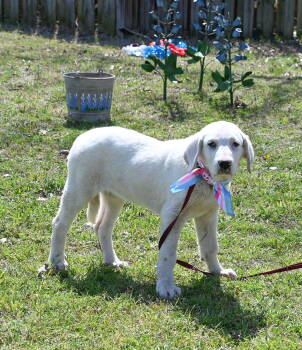 Rescue Akbash and Great Pyrenees Dogs for Adoption in Whitewright, Texas - Eden | PetCurious