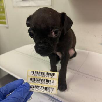 Buzz -  Mixed Breed Dog for Adoption in Charleston, West Virginia - Buzz | PetCurious