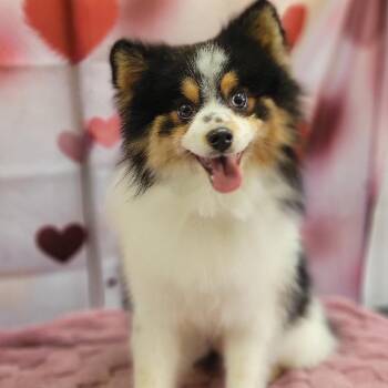 Pomeranian and Husky Dogs Available for Adoption - Waldo | PetCurious