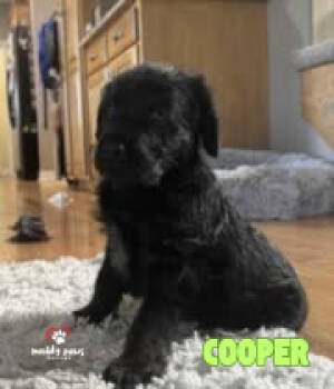 Rescue Standard Poodle and Rottweiler Dogs for Adoption in Council Bluffs, Iowa - Crazy Day Litter: Cooper | PetCurious