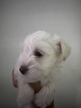 Charlie -  Miniature Schnauzer Dog for Sale in Miami Gardens, Florida - Charlie | PetCurious