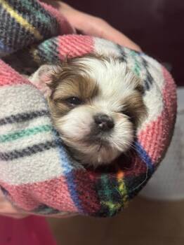 Rescue Shih Tzu Dogs for Adoption in Hortense, Georgia - Teagan | PetCurious