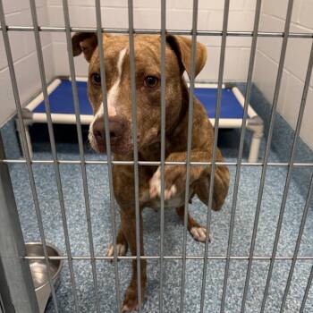 Radio -  Mixed Breed Dog for Adoption in Greensboro, North Carolina - Radio | PetCurious