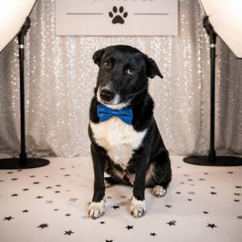Border Collie and Mixed Breed Dogs Available for Adoption in Phoenix, Arizona - Darby | PetCurious
