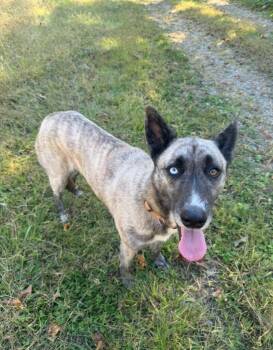 Rescue Belgian Shepherd Malinois Dogs for Adoption in Chattanooga, Tennessee - Xina | PetCurious