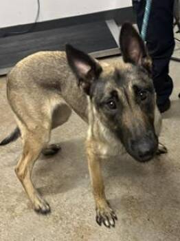 Fat Tire -  Belgian Shepherd Malinois Dog for Adoption in Cleveland, Ohio - Fat Tire | PetCurious