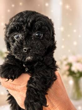 Poodle Dogs Available for Adoption in Long Beach, New York - Dublin | PetCurious