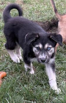 Kaya -  Husky and German Shepherd Dog Dog for Adoption in South Bend, Indiana - Kaya | PetCurious