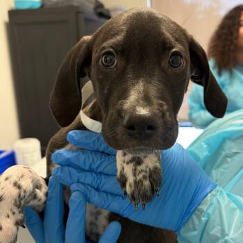 Hades -  Cattle Dog and Hound Dog for Adoption in Nashville, Tennessee - Hades | PetCurious
