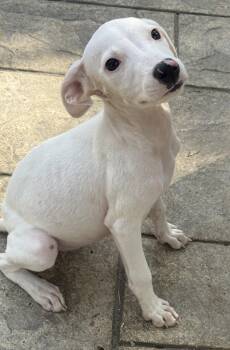 Matilda -  Australian Cattle Dog Blue Heeler and Pit Bull Terrier Dog for Adoption in Fenton, Missouri - Matilda | PetCurious