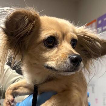 Marigold -  Chihuahua and Mixed Breed Dog for Adoption in Yuma, Arizona - Marigold | PetCurious