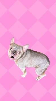 Colette -  French Bulldog Dog for Adoption in Cortland, New York - Colette | PetCurious