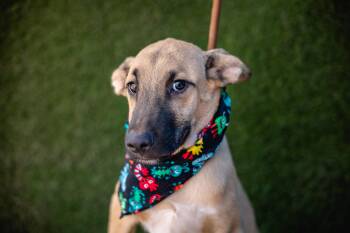 Cowboy -  German Shepherd Dog and Black Mouth Cur Dog for Adoption in Portland, Oregon - Cowboy | PetCurious
