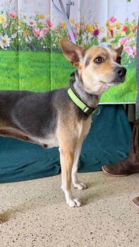 Mixed Breed Dogs Available for Adoption - Berry | PetCurious