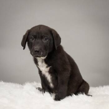 Cattle Dog Dogs Available for Adoption in Minneapolis, Minnesota - Jesses James | PetCurious