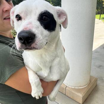 Petey -  Mixed Breed Dog for Adoption in Winston-salem, North Carolina - Petey | PetCurious