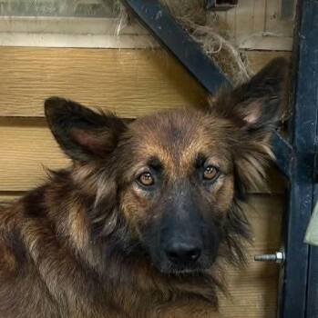 Evie (20261017-03) -  Shepherd and Belgian Shepherd Malinois Dog for Adoption in Niagara Falls, Ontario - Evie (20261017-03) | PetCurious