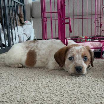 Basset Hound and Australian Cattle Dog Blue Heeler Dogs Available for Adoption - Cali | PetCurious