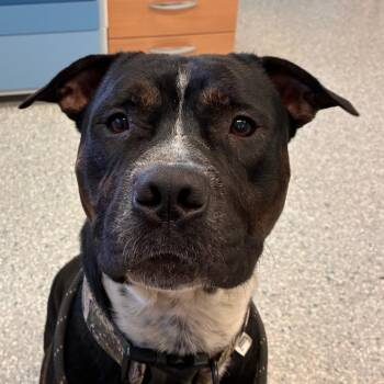 Quagmire -  Pit Bull Terrier Dog for Adoption in Manhattan, Kansas - Quagmire | PetCurious