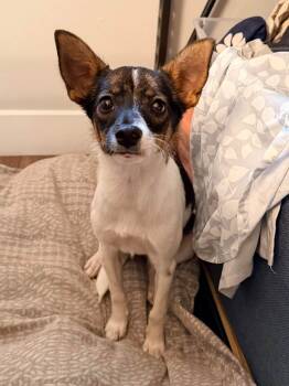 Gal -  Rat Terrier Dog for Adoption in Indianapolis, Indiana - Gal | PetCurious