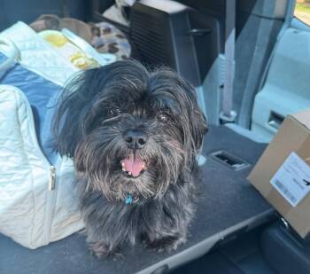Frank the Tank -  Shih Tzu and Maltese Dog for Adoption in Milton, Georgia - Frank The Tank | PetCurious