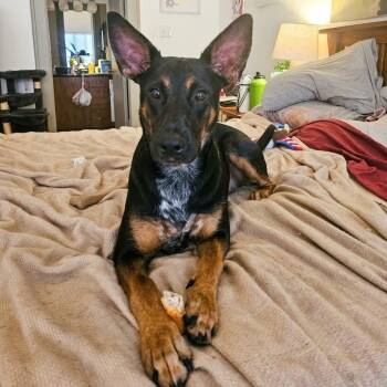 Guinness -  German Shepherd Dog and Mixed Breed Dog for Adoption in Houston, Texas - Guinness | PetCurious