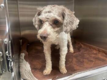Pac -  Poodle Dog for Adoption in Uxbridge, Massachusetts - Pac | PetCurious