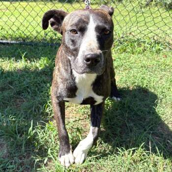 (Found) Hattie -  Pit Bull Terrier and Mixed Breed Dog for Adoption in Cabot, Arkansas - (Found) Hattie | PetCurious