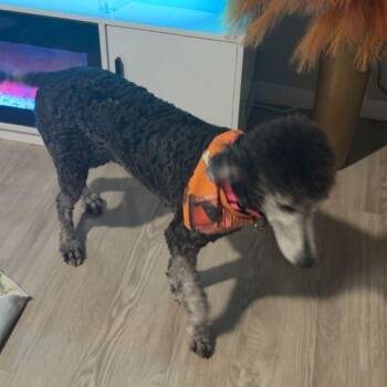 Standard Poodle Dogs Available for Adoption - Monroe | PetCurious